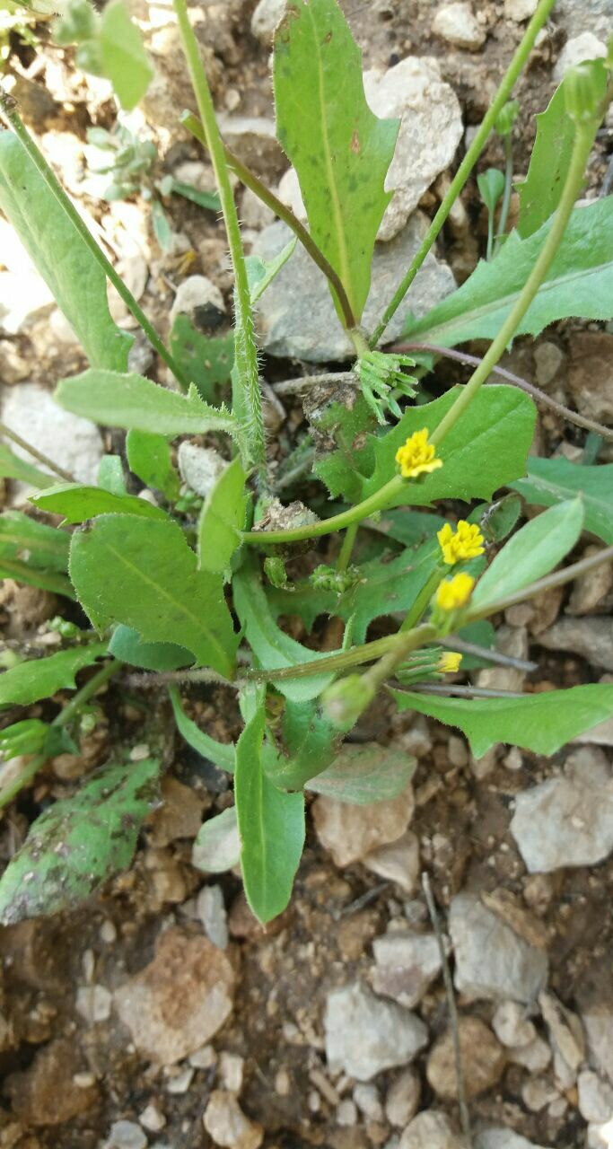 Garhadiolus angulosus